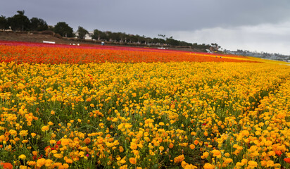 Colorful flower field at Carlsbad, California in Spring time.