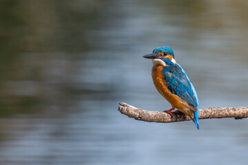 kingfisher on the branch