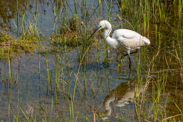 great white heron