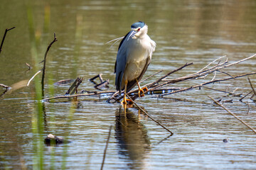 great blue heron on a branch