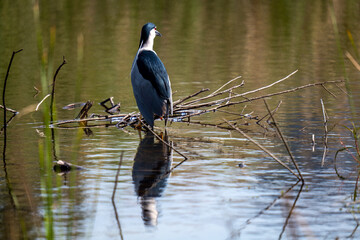 blue heron in the water