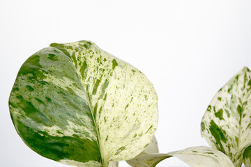 Marble queen pothos plant. White background.