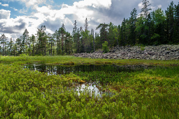 Water with marsh and bog at the edge of the forest in Skuleskogen National Park, Sweden