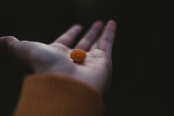 close up of hand holding an orange himalayan raspberry - selective focus on raspberry fruit - wild berry fruit