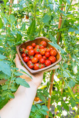 Vertical image of a hand showing a cherry tomatoes harvest in a basket