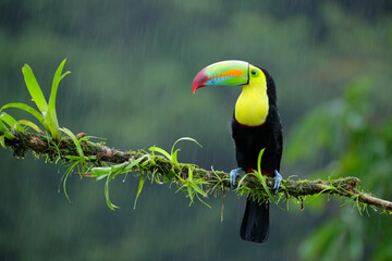 toucan on a tree