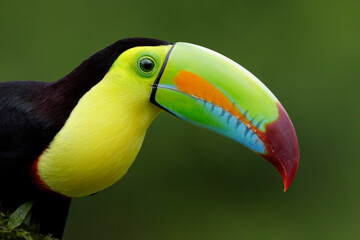 toucan on a green background