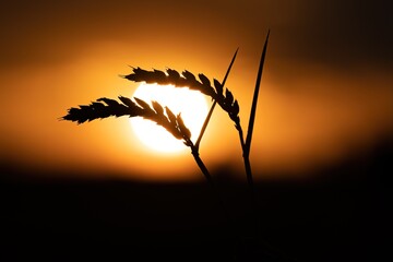 Weizenähren im Sonnenlicht © saturn06