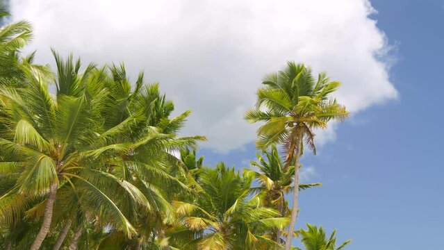 Tropical coast of the island with palm trees against a blue sky with clouds. Palm trees on the shore of the blue sea. View from the ocean to the island with palm trees. Wildlife on a tropical island