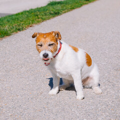 A small Jack Russell Terrier dog walking with his owner in a city alley. Outdoor pets, healthy living and lifestyle