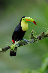Keel-billed Toucan perching on branch