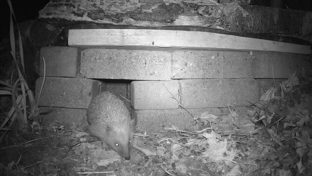 Braunbrustigel (Erinaceus europaeus), auch Westeurop&auml;ischer Igel oder Westigel, kommt aus dem Igelhaus und kratzt sich