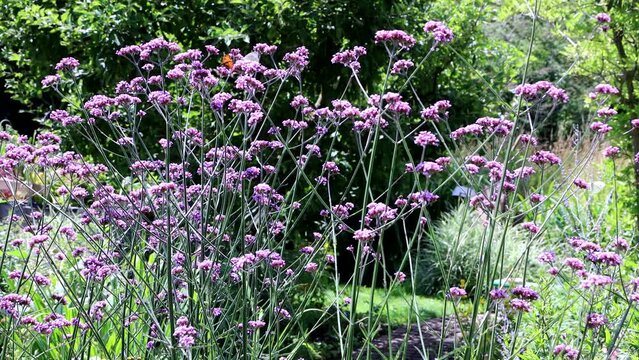 zahlreiche Schmetterlinge am Patagonischen Eisenkraut (Verbena bonariensis, Syn.: Verbena inamoena Briq.), auch Argentinische Verbene, blumengarten, insektenfreundlich