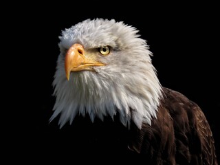Fototapeta premium Portrait of the american bald eagle – Haliaeetus leucocephalus