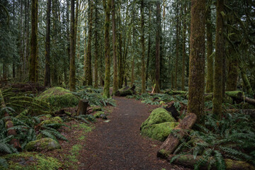 Hiking trail path through the beautiful lush mossy Oregon forest, Pacific Northwest