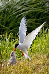 Arctic Tern bird feeding a young chick, Iceland