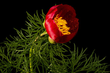 Red flower of peony, isolated on black background