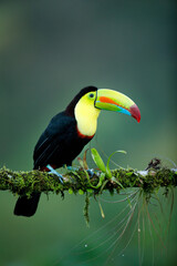 Keel-billed Toucan perching on branch