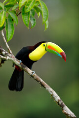 Keel-billed Toucan perching on branch