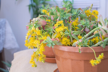Fototapeta na wymiar Sun-Kissed Succulent: Sedum Palmeri with Bright Yellow Blooms