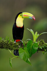 Yellow-throated Toucan perching on branch