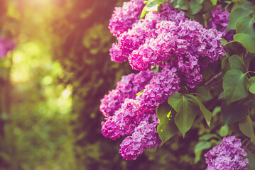 Pink lilac blooms in the Botanical garden
