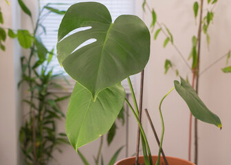 Monstera deliciosa plant in a pot on a windowsill - Care concept