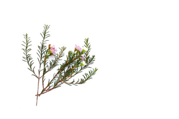 Pink white waxflower on white background.