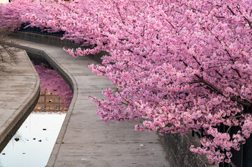 kyoto 淀の河津桜