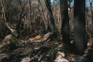 Burnt trees from Australia bushfires