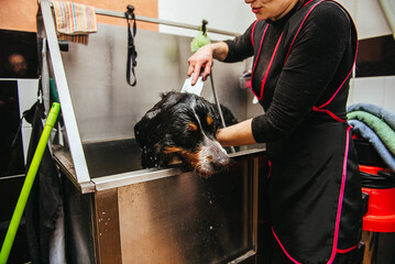 dog wash before shearing. Berner Sennenhund