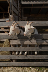 two white goats in the middle plan near a wooden fence. farm tourism