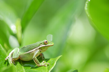 American green tree frog sitting on wet leaves in the bottom left corner of the image.