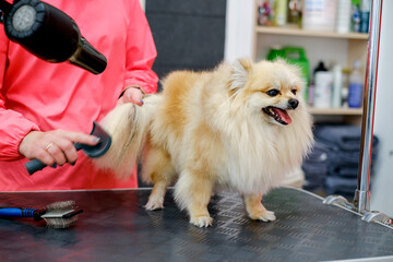 Grooming Pomeranian dogs in the salon. Professional dog care.