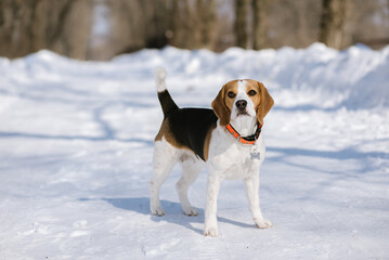 Beagle dog runs and plays in the winter forest on a Sunny frosty day