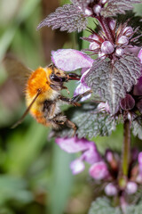 A macro of a Bumblebee