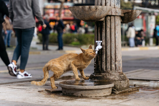 Candid portrait of red stray skinny cat drinking water from fountain with space for text.