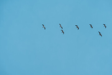 Birds silhouettes on clear blue sky backgaround.