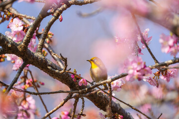 a bird sitting on a branch next to pink blossoms, in the style of yellow, precisionist style, national geographic photo, light gray and amber, western zhou dynasty, colorful, eye-catching compositions
