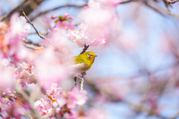 a bird sitting on a branch next to pink blossoms, in the style of yellow, precisionist style, national geographic photo, light gray and amber, western zhou dynasty, colorful, eye-catching compositions