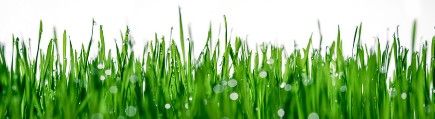 Vivid green grass with sparkling water dew drops.