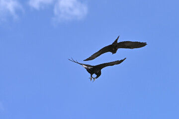 Juvenile ravens play in the updraft on a sunny spring day in Alaska.