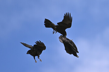 Juvenile ravens play in the updraft on a sunny spring day in Alaska.