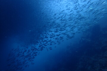 セブダイビング