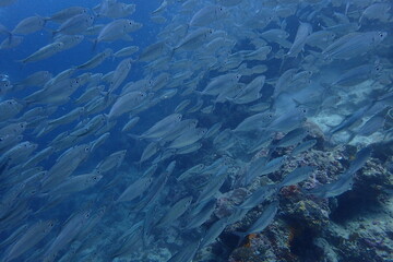 セブダイビング