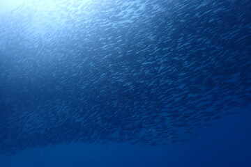 セブダイビング
