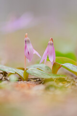 a small pink flower growing out of the ground, in the style of nikon d850, woodland goth, vray, canon eos 5d mark iv, kintsukuroi, simple, wimmelbilder 