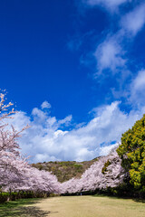 Scenery of cherry blossom trees in Izu Inatori park.
