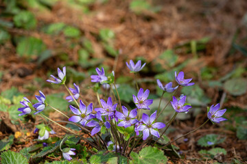 Purple hepatica nobilis flowers blooming in the garden.