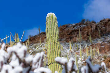 Snow in the Sonoran Desert, a rare sight, after a snowstorm on March 2nd 2023 left snowfall on the saguaro cacti and the rest of the southwestern landscape. Pima Canyon, north of Tucson, Arizona, USA.